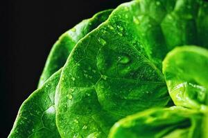 frisch Grün Kopfsalat, organisch Essen foto