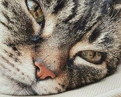 schön weiblich Tabby Katze beim heim, bezaubernd inländisch Haustier Porträt foto