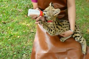 Tierpfleger Fütterung Baby Serval foto