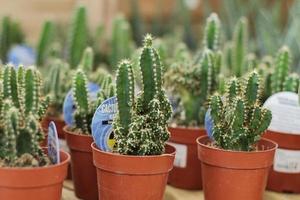 verschiedene Kaktusblüten im Topf foto