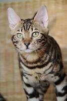 Bengalkatze kleines Baby Haustier foto