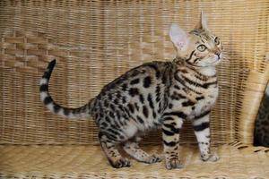 Bengalkatze kleines Baby Haustier foto