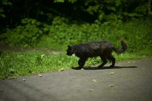 schwarz Katze Spaziergänge beim Nacht. Katze auf Straße im Park. Schlecht Omen schwarz Katze. foto