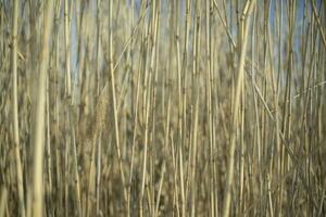 trocken Gras. trocken Pflanze. Einzelheiten von Natur. Hintergrund von Kraut. foto