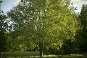 Baum im Park. Sommer- Park. groß Birke. foto