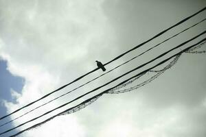 Vogel sitzt auf Drähte. Draht auf Himmel Hintergrund. Vogel sitzt allein auf Seil. foto