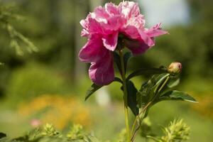 Pfingstrose im Garten. groß Blume. Rosa Blume im Garten. foto