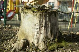 trocken Stumpf. Schnitt Nieder Baum. alt Protokoll. trocken Pflanze. foto