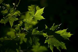 Ahorn Blätter im dunkel. Holz im Detail beim Nacht. Ahorn Blatt im elektrisch Licht. foto