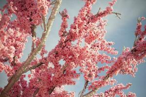 künstlich Kirsche blüht. Rosa Blumen. Papier Baum. hell Geäst von Pflanze gegen Himmel. foto