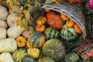 Bunte Bio-Kürbisse und Kürbisse auf der Landwirtschaftsmesse. Ernten des Herbstzeitkonzepts. Garten Herbst natürliche Pflanze. Thanksgiving-Halloween-Dekor. festlicher bauernhof ländlicher hintergrund. vegetarisches Essen. foto