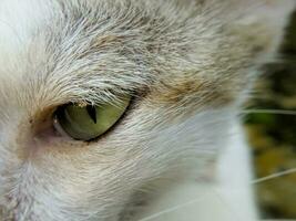 Makro Schuss von Katze Auge. Nahansicht von ein Katze Auge mit selektiv Fokus foto