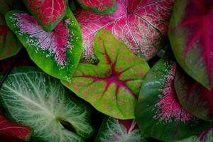 Caladium zweifarbig Pflanze Blatt. Homeplant Garten Dekoration foto