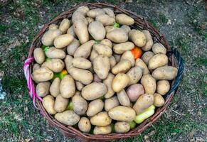 jung Kartoffeln im ein Korb. Kartoffel Knollen foto