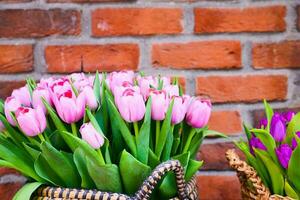 lila Tulpen im ein Box gegen ein Mauer foto