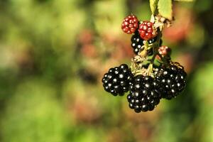 Brombeere auf das Ast. reif Frucht. Vitamin Reich Frucht. schließen oben von Essen foto