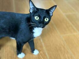 Fokus von Gesicht von schwarz pelzig spielerisch Katze starren beim etwas. Haustier und spielerisch Konzept. foto