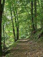 das Wald von das Italienisch Provinz von Ligurien im das Sommer- Jahreszeit von 2023 foto