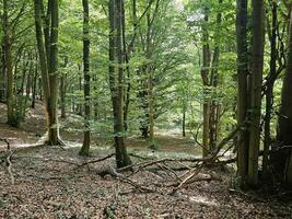 das Wald von das Italienisch Provinz von Ligurien im das Sommer- Jahreszeit von 2023 foto