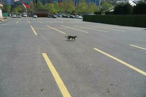 leeren Auto Parkplatz im Truthahn . foto