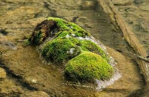 moosig Felsen im Wasser foto