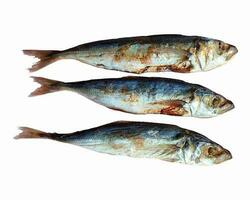diese sind Sardellen und gesalzen Fisch, welche haben viele Leistungen und ernährungsphysiologisch Inhalt zu Treffen Essen braucht. foto