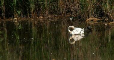 ein schön Weiß Schwan schwimmt im das Wasser. Verhalten von ein wild Vogel im Natur. Tier Tierwelt Hintergrund Hintergrund. foto