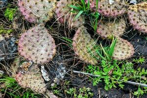 stachelig Birne Kaktus oder Opuntie Humifusa im das Garten foto
