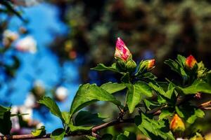 Hibiskus Syriacus schön Weiß Blumen mit Burgund Auge foto