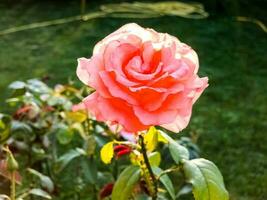 Nahansicht auf ein Rosa Rose im das Garten und im Sommer. während Sonnenuntergang oder Sonnenaufgang. foto