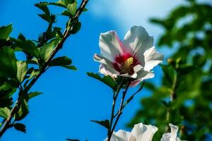 Hibiskus Syriacus schön Weiß Blumen mit Burgund Auge foto