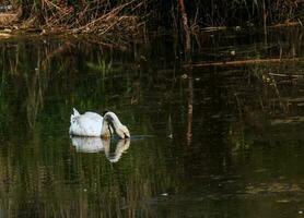 ein schön Weiß Schwan schwimmt im das Wasser. Verhalten von ein wild Vogel im Natur. Tier Tierwelt Hintergrund Hintergrund. foto