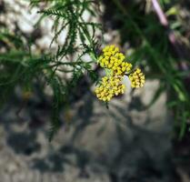 Blumen von Achillea Ageratum, ebenfalls bekannt wie Süss Schafgarbe, im das Garten. es ist ein blühen Pflanze im das Sonnenblume Familie, Asteraceae. foto