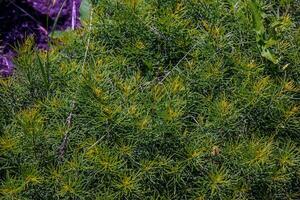 Blühen Gelb Schafgarben, wissenschaftlich Name Achillea Arabica foto