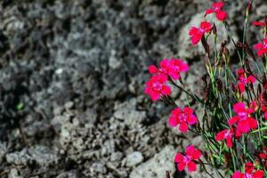 Dianthus Deltamuskeln brillant rot oder Nelke Blumen mit Grün foto