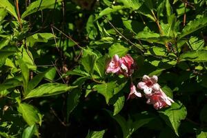 Rosa zart Weigela japonica Blumen im das Frühling Garten foto