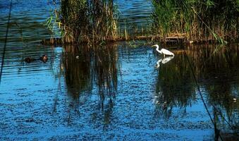 das europäisch wild Reiher Einspeisungen im ein Fluss Einlass mit Schilf. das Vogel fängt Essen im das Teich. das Weiß Gefieder von ein Reiher reflektieren im das Wasser. foto