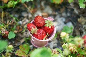 Beere Jahreszeit.hell Rosa Eimer mit Beeren von Erdbeeren auf das Grün Gras. Schuss auf Helios. foto