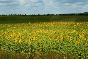 landwirtschaftlich Feld mit Gelb Sonnenblumen gegen das Himmel mit Wolken. Gold Sonnenuntergang. foto