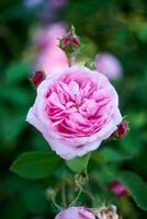 Nahansicht von ein Rosa Rose auf ein dunkel Grün Hintergrund. hoch Qualität Foto, genommen auf Helios foto