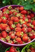 Beere Jahreszeit. hell bunt Eimer mit Beeren von Erdbeeren auf das Grün Gras, schließen oben Aussicht foto