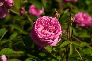 Nahansicht Schuss von ein Busch Rose foto