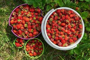 Beere Jahreszeit. hell bunt Eimer mit Beeren von Erdbeeren auf das Grün Gras, oben Aussicht foto