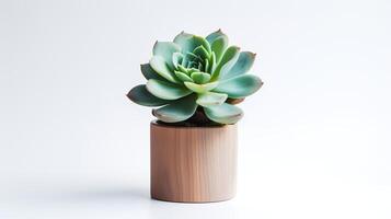 Foto von Echeveria im minimalistisch Topf wie Zimmerpflanze zum Zuhause Dekoration isoliert auf Weiß Hintergrund. generativ ai