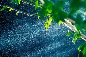 Regen im das Regen Wald foto