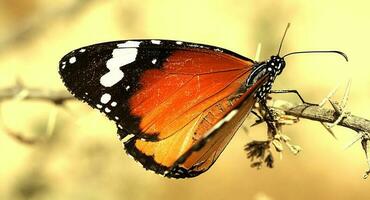 Schmetterling mit orangefarbenen Flügeln foto