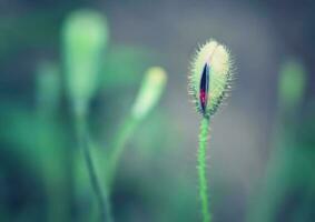 schön Mohn Knospe foto