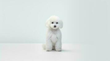Foto von ein Pudel Hund auf Weiß Hintergrund. generativ ai