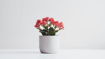 Foto von Kalanchoe im minimalistisch Topf wie Zimmerpflanze zum Zuhause Dekoration isoliert auf Weiß Hintergrund auf Weiß Tisch. generativ ai