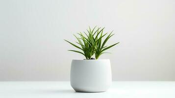 Foto Zimmerpflanze im minimalistisch Topf zum Zuhause Dekoration. generativ ai
